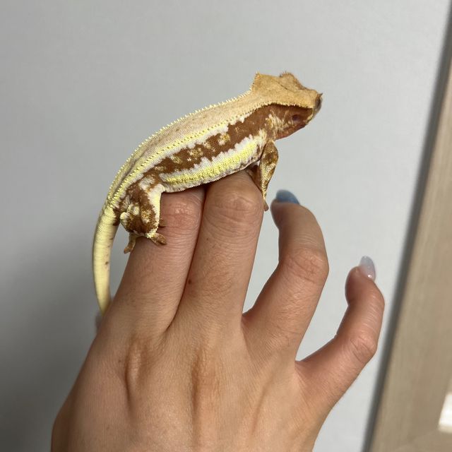 릴리화이트 레드