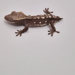 아잔틱