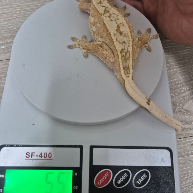 노멀 크림시클