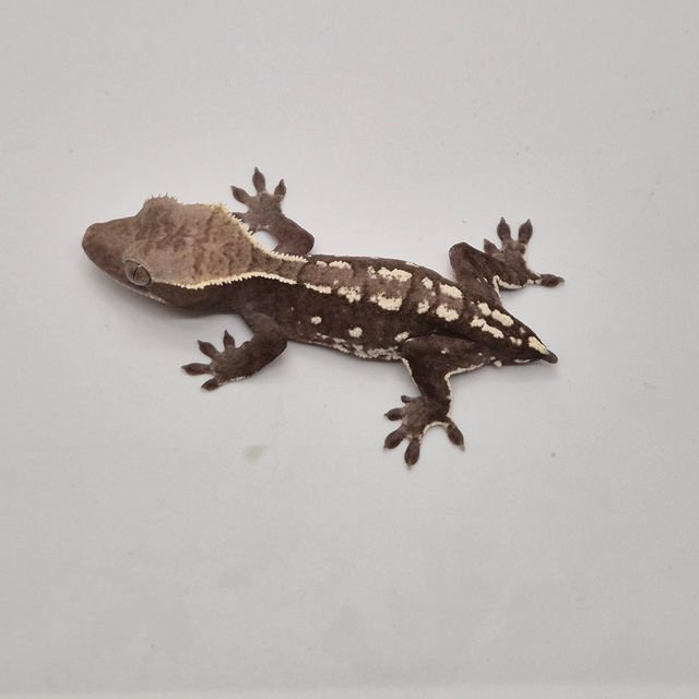 아잔틱