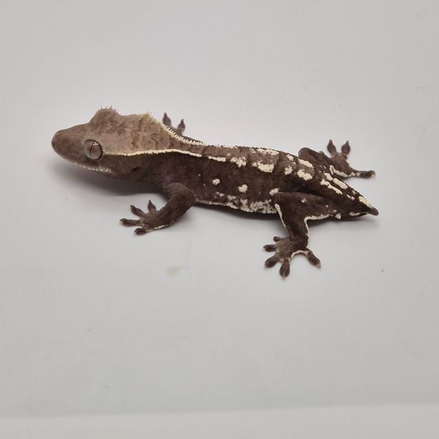 아잔틱