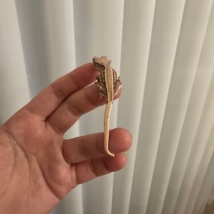 밀크