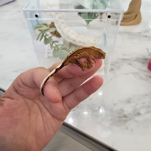 라떼