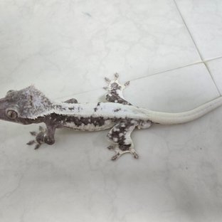 릴잔틱