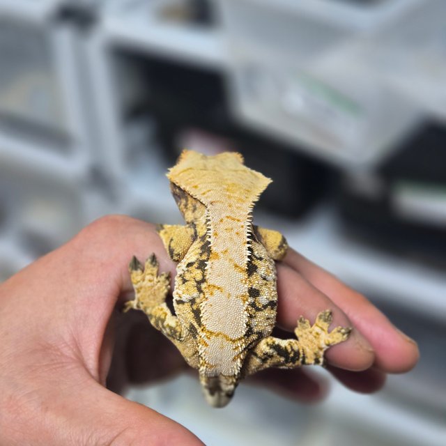 트라이 화이트스팟