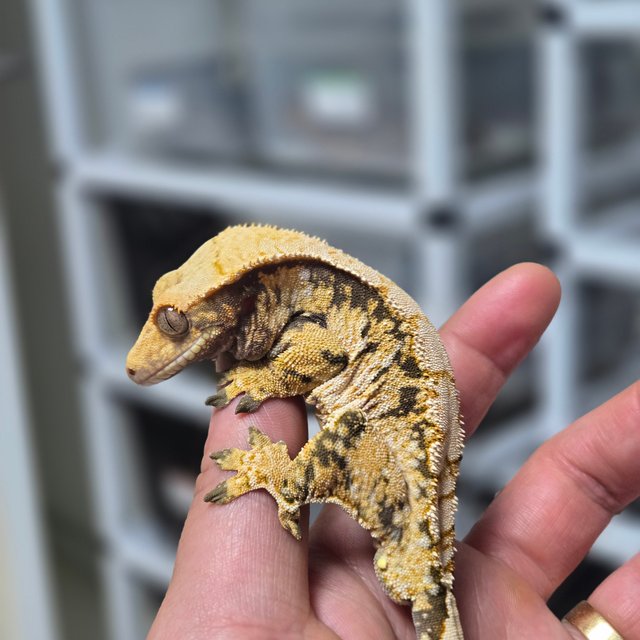 트라이 화이트스팟