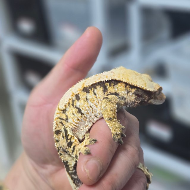 트라이 화이트스팟