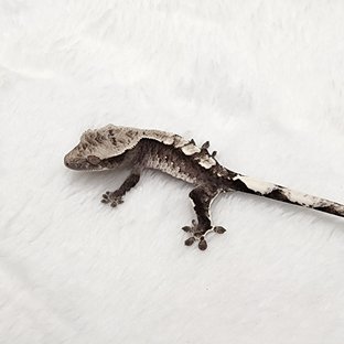 아잔틱
