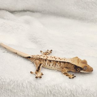 노멀 트라이 익스트림할리퀸