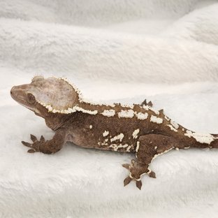 아잔틱
