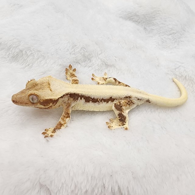 릴리화이트 레드