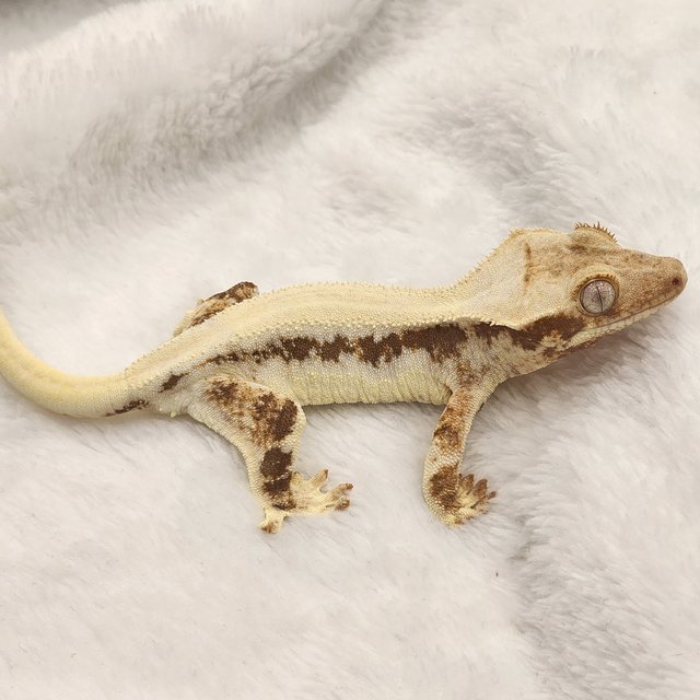 릴리화이트 레드