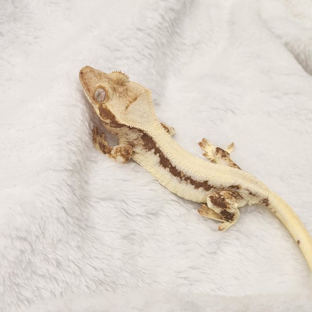 릴리화이트 레드