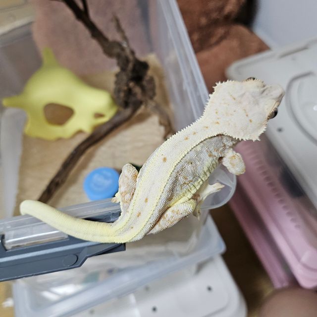릴리화이트 풀핀