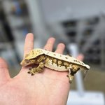 경매 답변 이미지