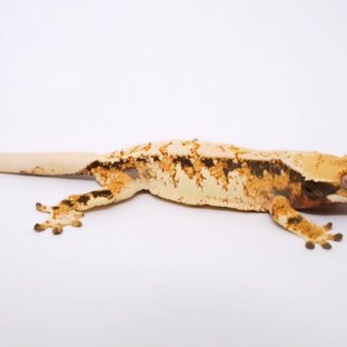 트라이 (부)