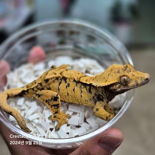 익스트림할리퀸 (모)