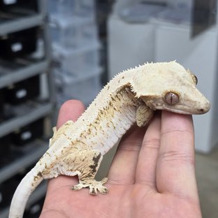 하이앤드트라이논릴리