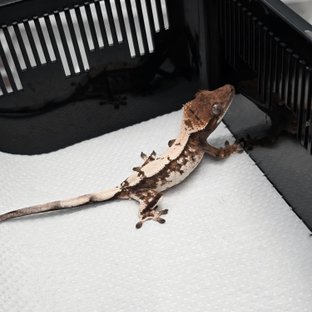 믿고보는 세이블