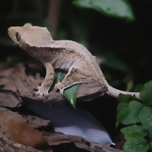 노멀 트라이 솔리드백