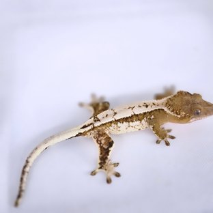 트라이