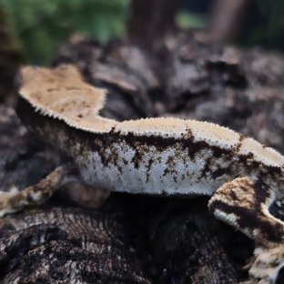 트라이 솔리드백 화이트스팟