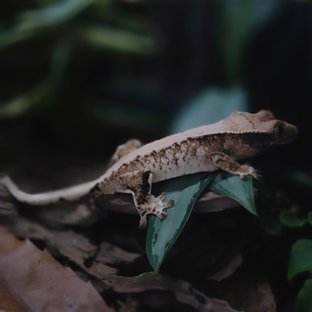 트라이 패턴리스 솔리드백 텐저린 타이거