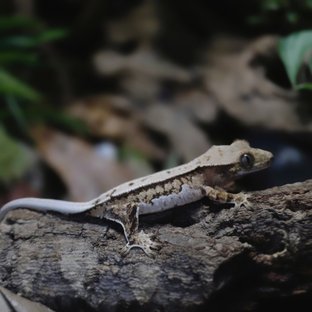 화이트스팟 화이트 트라이 텐저린