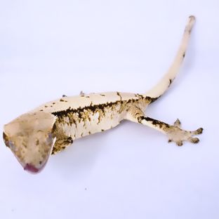 트라이
