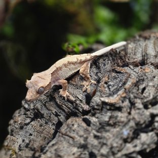 세이블 트라이 패턴리스 솔리드백