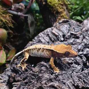 트라이 화이트스팟 드리피 화이트 텐저린