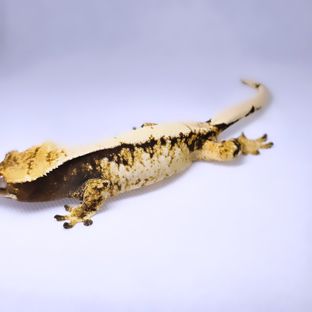 트라이
