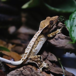 트라이 크림 텐저린 화이트 화이트스팟 드리피