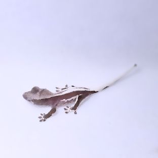 릴잔틱