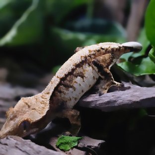 트라이 텐저린 드리피 화이트스팟