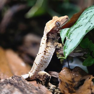 트라이 화이트 화이트스팟 화이트포트홀 솔리드백 드리피