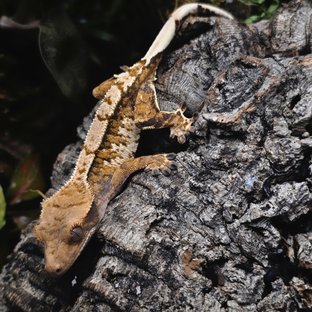 트라이 텐저린 화이트 익스트림할리퀸