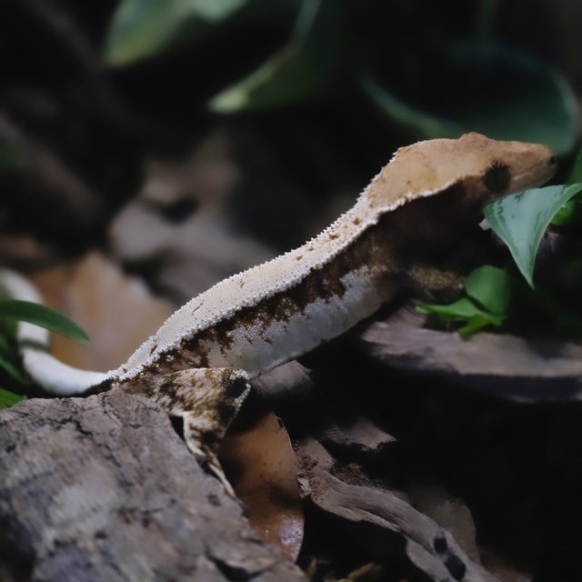 트라이 솔리드백