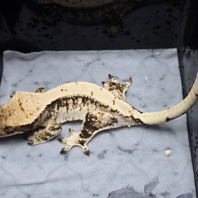 트라이 드리피 화이트 화이트스팟