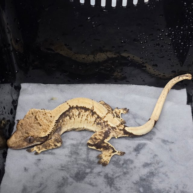 트라이 솔리드백