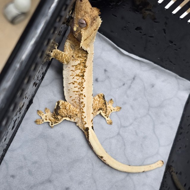 트라이 패턴리스 화이트스팟 화이트핀 텐저린