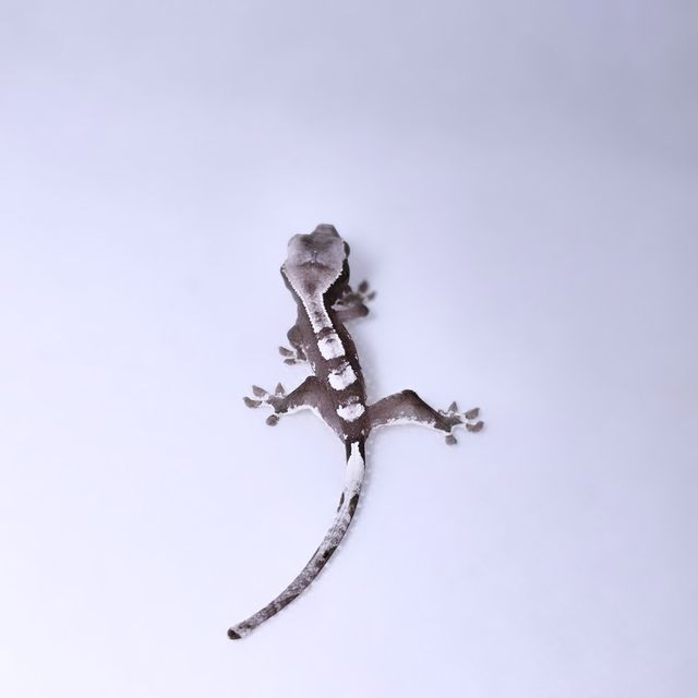 아잔틱