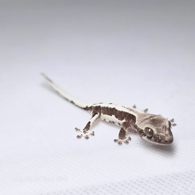릴잔틱