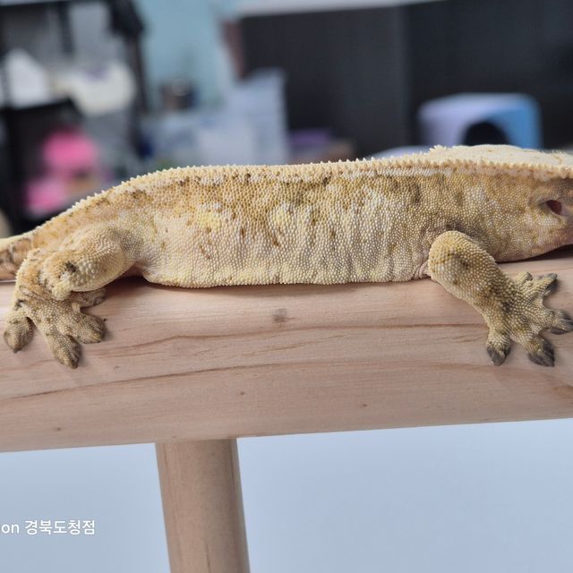 트라이