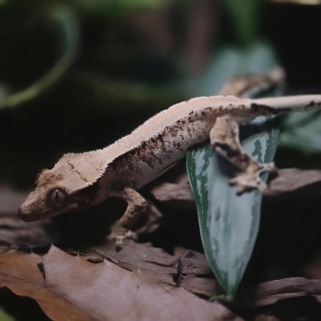 트라이 패턴리스 솔리드백 텐저린 타이거