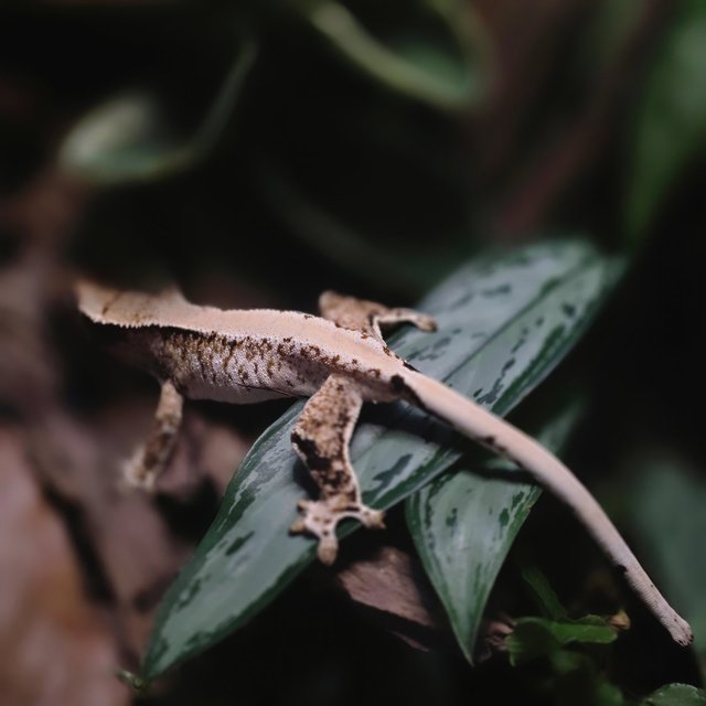 트라이 패턴리스 솔리드백 텐저린 타이거