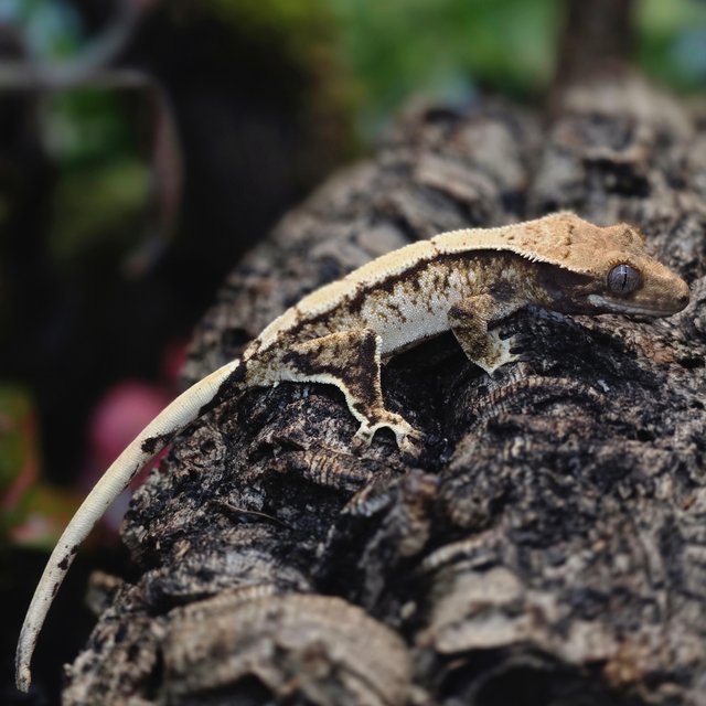 트라이 솔리드백 화이트스팟