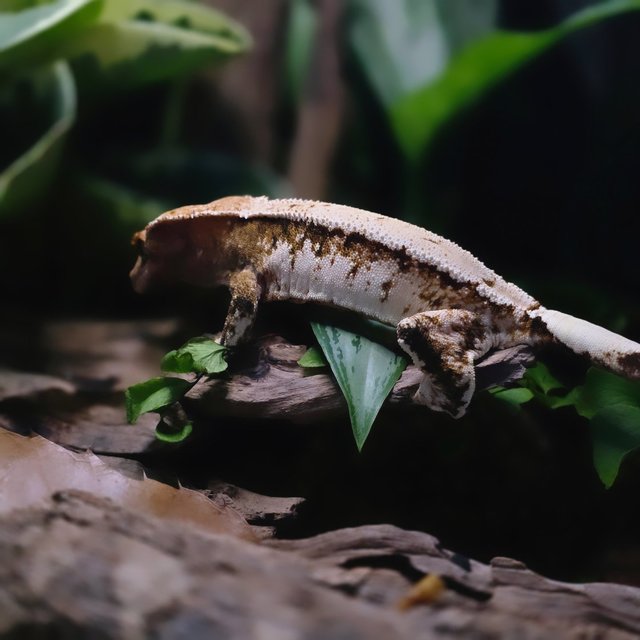 트라이 솔리드백