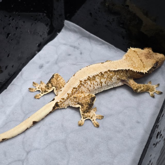 트라이 패턴리스 화이트스팟 화이트핀 텐저린