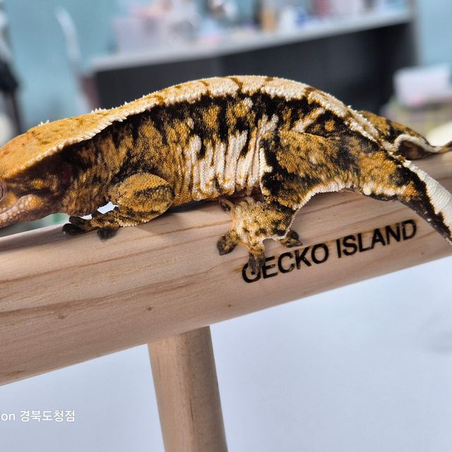 트라이